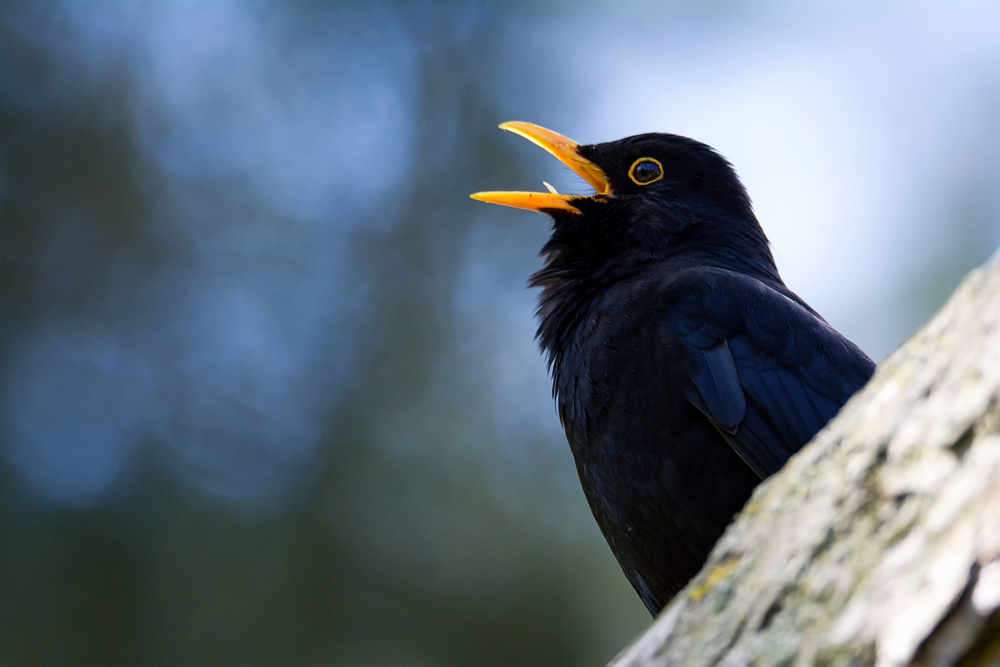 Are blackbirds good song birds