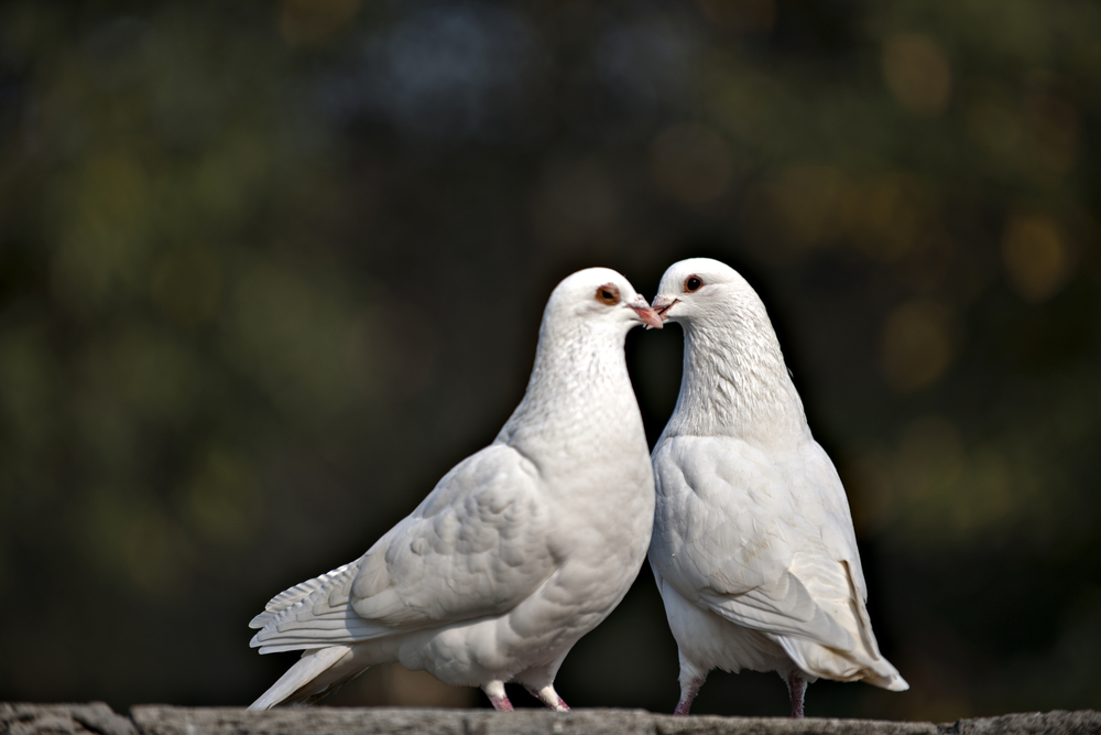 Are doves symbolic of love