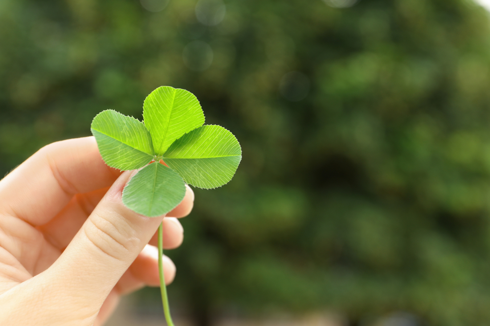 Aren't four-leaf clovers supposed to be lucky