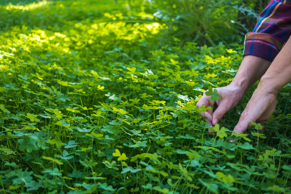 Can you grow your own clover plant that will produce four, five and six-leaf clovers