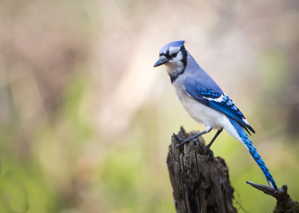 Do Blue Jays have a special meaning