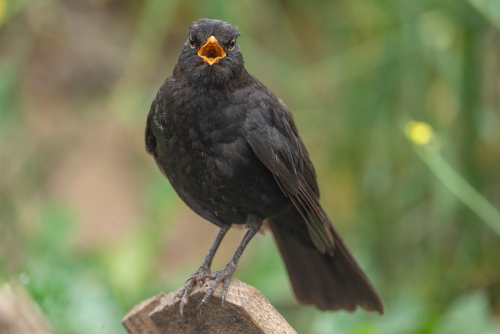 How do blackbirds communicate with each other