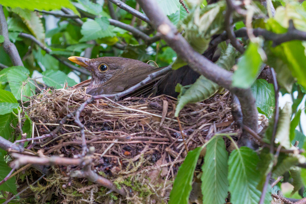 How do blackbirds create their nests