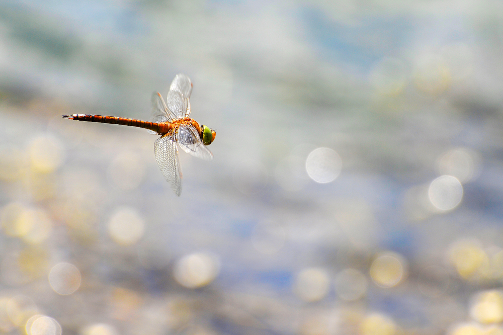 How fast can dragonflies fly