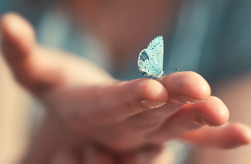 What Does It Mean When You See a Blue Butterfly Spiritually