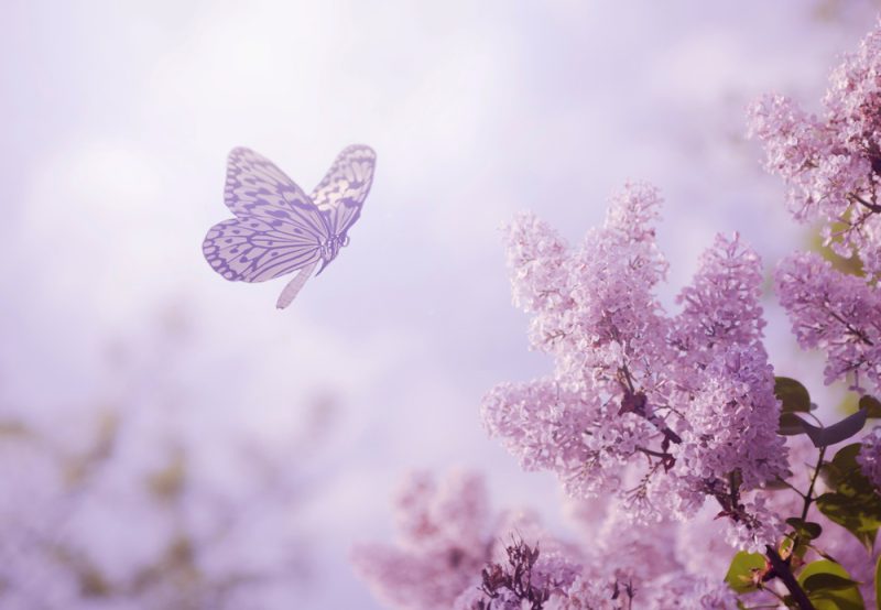 What Does a Purple Butterfly Mean Spiritually