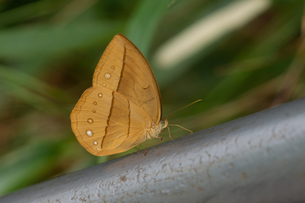 What are some popular butterfly species in China