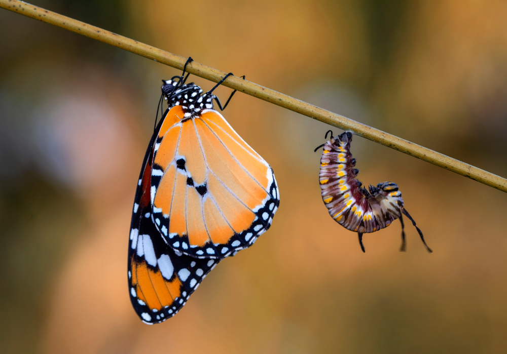 What do butterflies represent