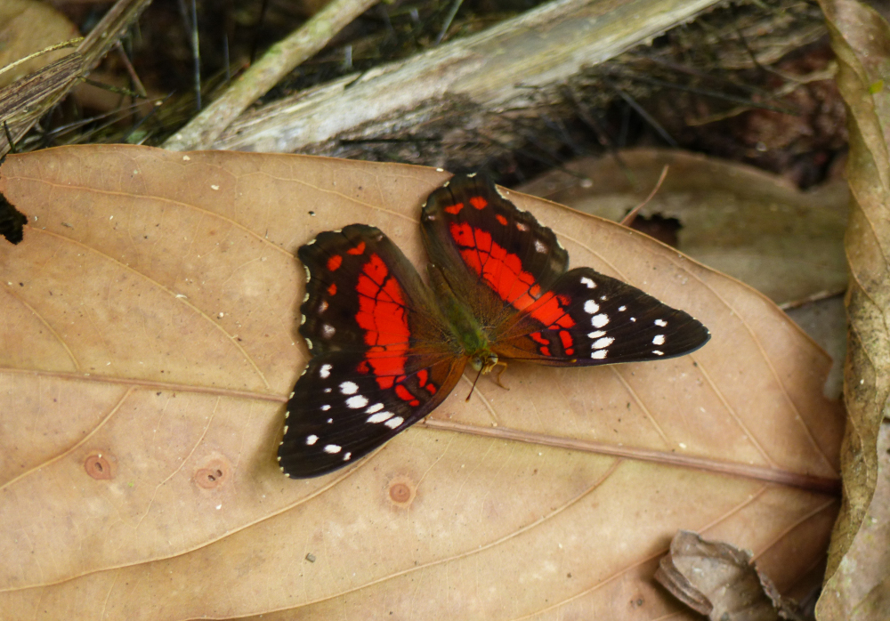 What do red butterflies represent spiritually?