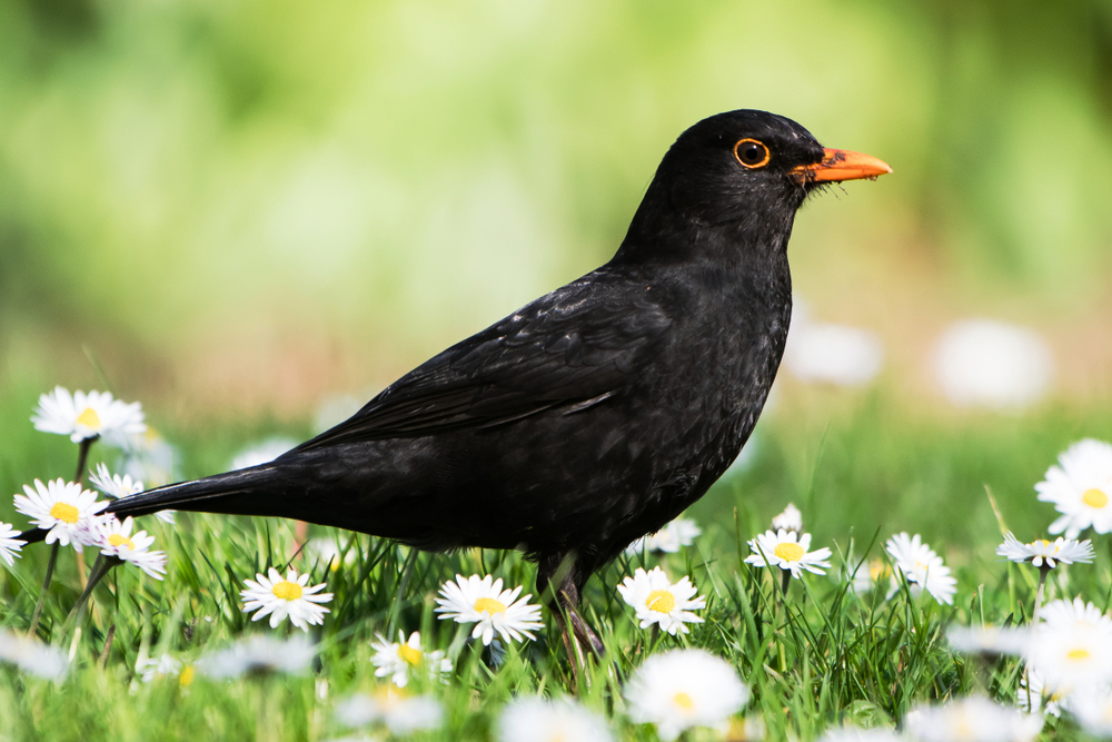 What is the habitat of a blackbird