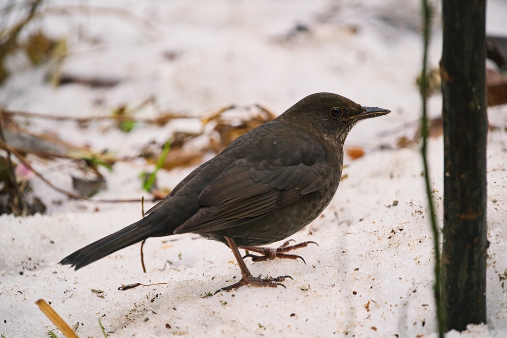 What is the lifespan of a blackbird