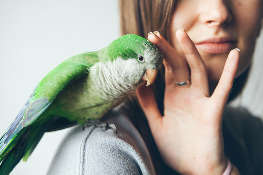 Which birds make the best pets