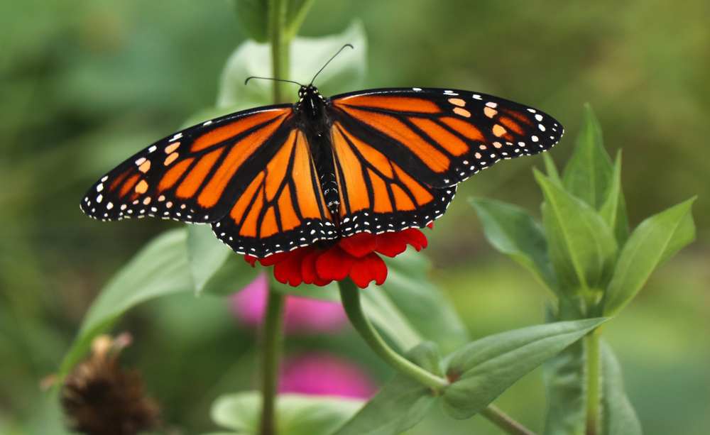 Which butterfly is the most common in the United States