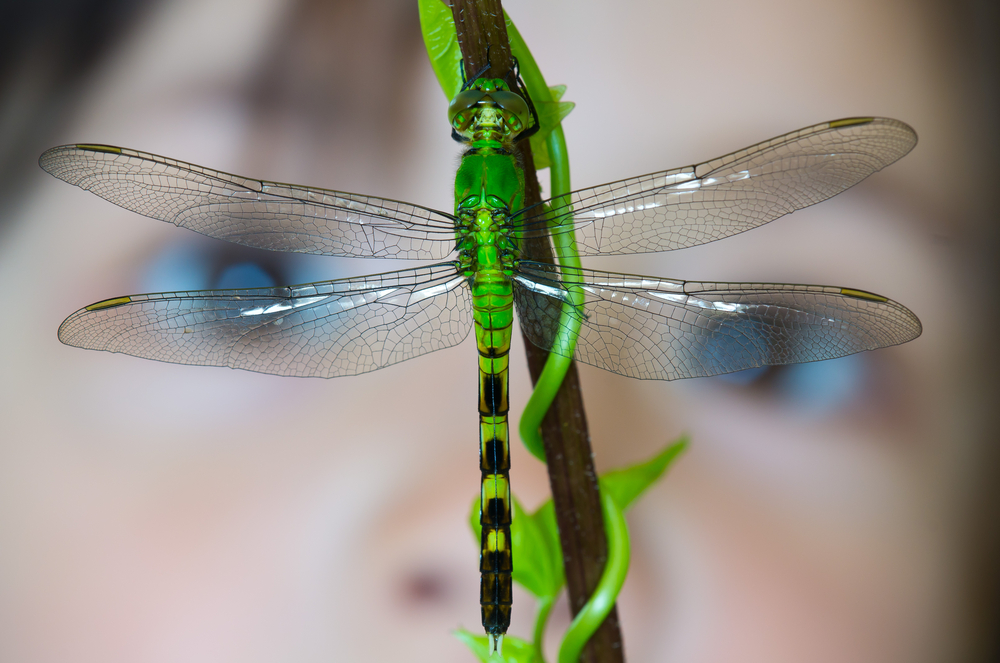 Why did people in Europe once believe that dragonflies were evil