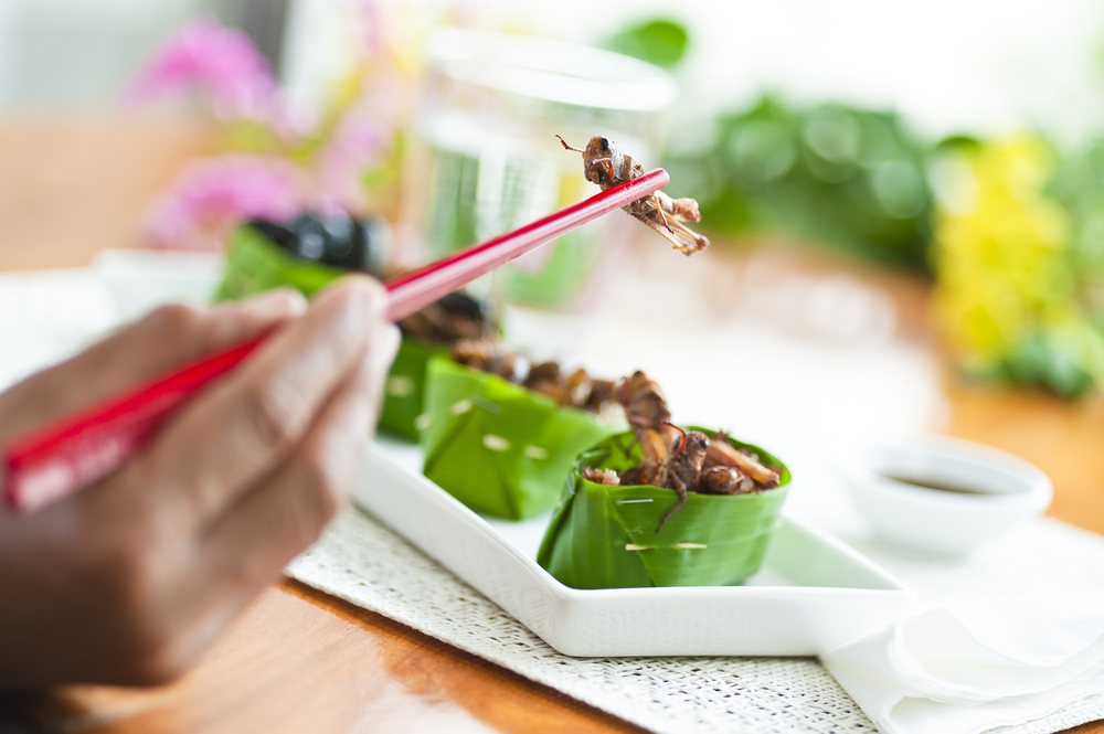 Why do people eat insects