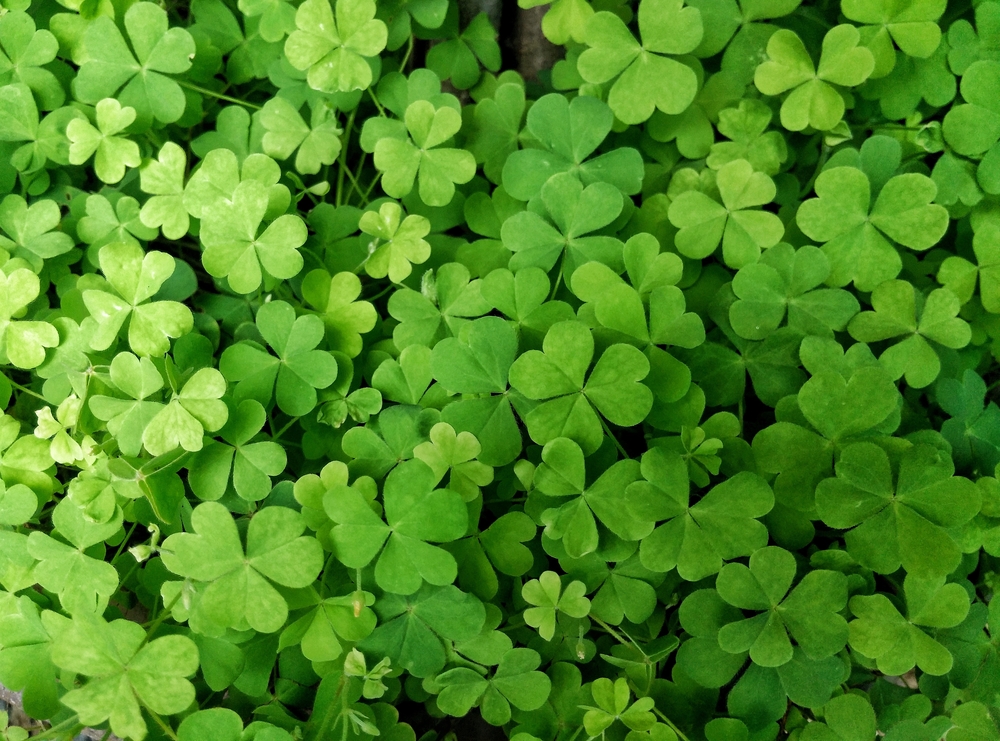 Your six-leaf clover may not be authentic